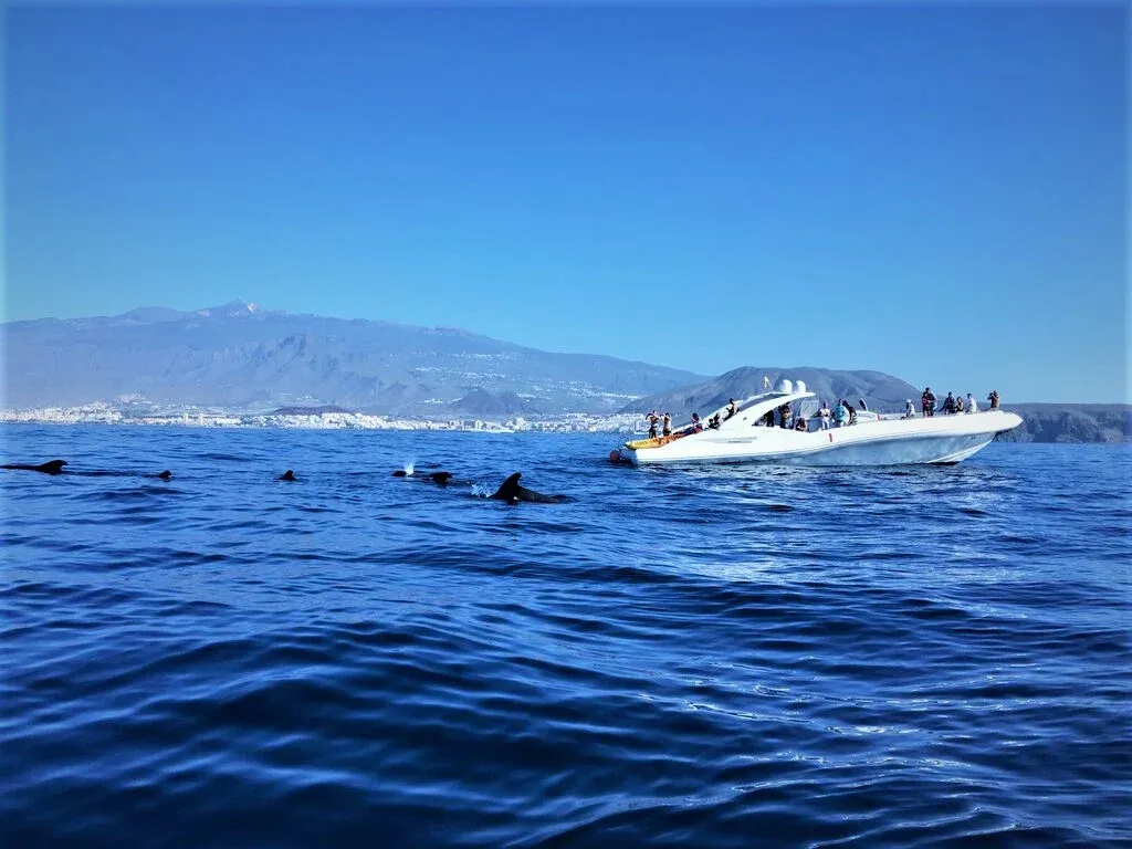 Opera 60 — Exclusive 3h motorboat trip with a skipper